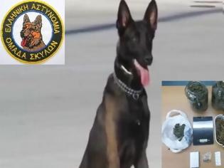 Φωτογραφία για Έμπορο ηρωίνης με προορισμό το Αγρίνιο εντόπισε ο αστυνομικός σκύλος «Ρίκι»