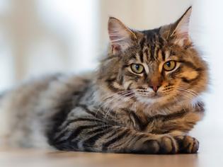 Φωτογραφία για Πότε η γάτα σας θεωρείται υπέρβαρη και πώς θα τη βοηθήσετε να χάσει κιλά