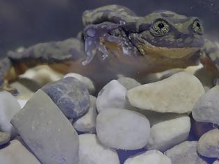 Φωτογραφία για Μοναχικός βάτραχος ψάχνει το άλλο του μισό μέσω [video]