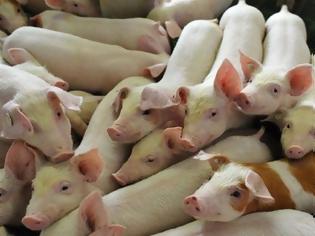 Φωτογραφία για Τρίκαλα: Ζέσταινε και... τα γουρούνια με κλεμμένο ρεύμα!