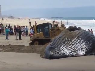 Φωτογραφία για Βίντεο: Η μεγαλύτερη φάλαινα στον κόσμο ξεβράστηκε σε ακτή της Νότιας Αφρικής