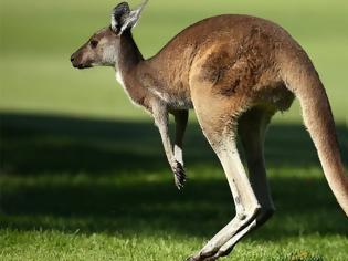 Φωτογραφία για Αυστραλία: Καγκουρό «πλάκωσε» στο ξύλο 19χρονο κυνηγό!
