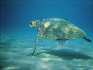 Φωτογραφία για ΜΑΓΙΚΟ: Τοποθέτησαν μια GoPro κάμερα σε μια θαλάσσια χελώνα και κατέγραψε μαγευτικά πράγματα...