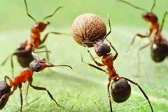 Πως αντιδρούν τα μυρμήγκια όταν βρεθούν κοντά σε αναψυκτικό; [photo]