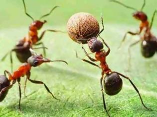 Φωτογραφία για Πως αντιδρούν τα μυρμήγκια όταν βρεθούν κοντά σε αναψυκτικό; [photo]