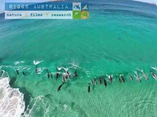 Φωτογραφία για Drone κατέγραψε δελφίνια που σερφάρουν πάνω στα κύματα [video]