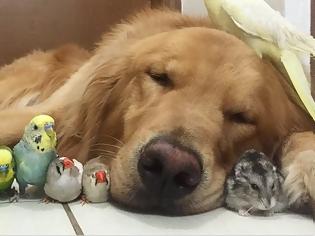 Φωτογραφία για Η καταπληκτική φιλία ανάμεσα σε ένα σκύλο, ένα χάμστερ και 8 πουλιά [photos]