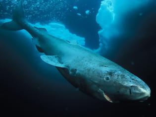 Φωτογραφία για Ο καρχαρίας της Γροιλανδίας και το μυστικό της μακροζωίας