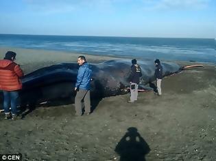 Φωτογραφία για Κουφάρι γαλάζιας φάλαινας έχει μετατραπεί σε αξιοθέατο για φωτογραφίες