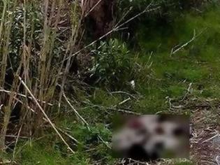 Φωτογραφία για Η ΕΛ.ΑΣ. ψάχνει αυτόν που σκότωσε τα 7 κουτάβια στο Μεσολόγγι - Απειλείται με πρόστιμο 210.000 ευρώ