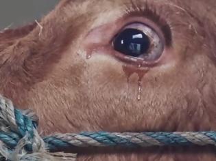 Φωτογραφία για Ραγίζει καρδιές - Πως αντέδρασε μια αγελάδα λίγο πριν το σφαγείο; [video]