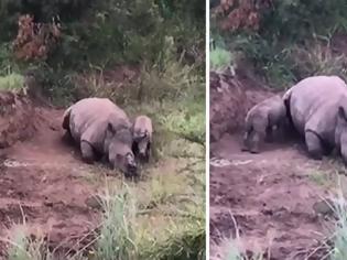 Φωτογραφία για Μωρό ρινόκερος προσπαθεί να θηλάσει από τη νεκρή μητέρα του [video]