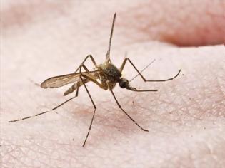 Φωτογραφία για Οχυρώνεται η Λεμεσός για τα κουνούπια