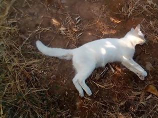Φωτογραφία για Νεκρές γάτες από φόλες στα Δύο Ρέματα Αγρινίου – Αναζητείται ο δράστης