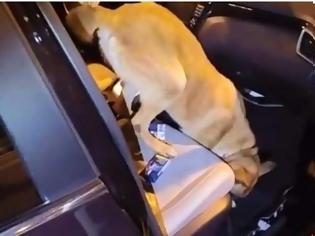 Φωτογραφία για Η στιγμή που αστυνομικός σκύλος στην Ηγουμενίτσα εντοπίζει ναρκωτικά σε αυτοκίνητο [βίντεο]