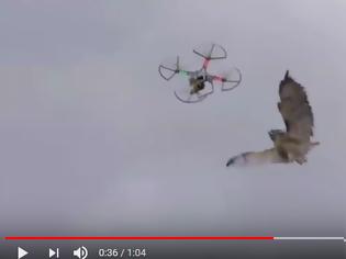 Φωτογραφία για Αστυνομικός της ΔΙΑΣ καταρρίπτει drones με ... γεράκι - Εντυπωσιακό βίντεο