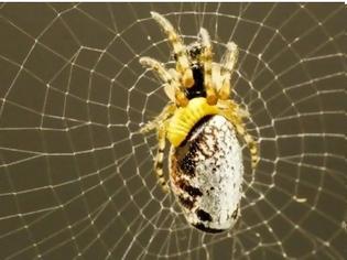 Φωτογραφία για ΑΠΙΣΤΕΥΤΟ: Διαβολική σφήκα υποχρεώνει αράχνες να της πλέκουν... ζιπουνάκια [video]