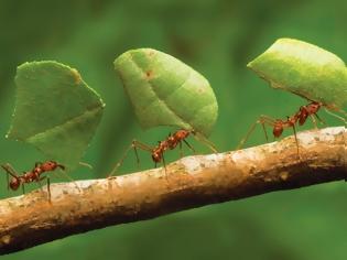 Φωτογραφία για ΤΡΕΛΟ: Δείτε γιατί τα μυρμήγκια πίνουν οξυζενέ...