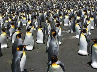 Φωτογραφία για Οι βασιλικοί πιγκουίνοι κινδυνεύουν