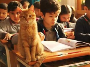 Φωτογραφία για Αυτός ο γάτος υιοθετήθηκε από την τρίτη τάξη δημοτικού της Σμύρνης και κάνει μάθημα μαζί με τα παιδιά
