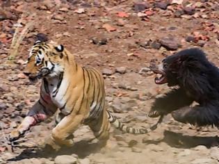 Φωτογραφία για Επική μονομαχία τίγρης με αρκούδα στην ενδοχώρα της Ινδίας pics