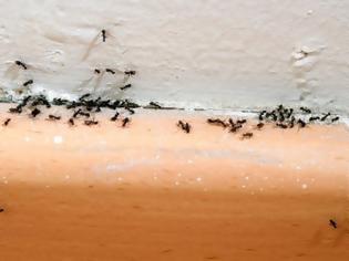 Φωτογραφία για Το κόλπο για να εξαφανίσετε τα μυρμήγκια από το σπίτι