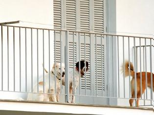Φωτογραφία για Κακοποίηση ζώων: Τι συνέβη με ασυνείδητο που είχε εγκαταλείψει σκύλο σε μπαλκόνι διαμερίσματος