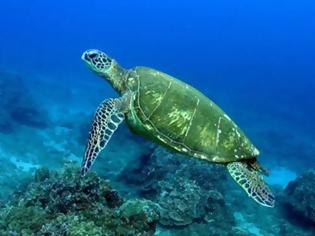 Φωτογραφία για Νεκρή θαλάσσια χελώνα σε παραλία της Κύμης