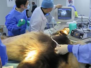 Φωτογραφία για Κίνα: Σε κρίσιμη κατάσταση γιγάντιο Πάντα μετά από εγχείρηση στομάχου