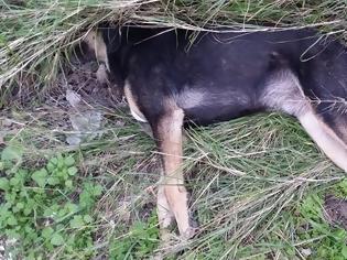 Φωτογραφία για Μπαράζ νέων θανατώσεων σκύλων στο Μεσολόγγι