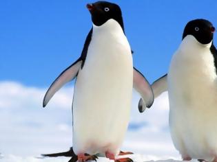 Φωτογραφία για Ανακάλυψη τεράστιας αποικίας 1,5 εκατομμυρίων πιγκουίνων στην Ανταρκτική