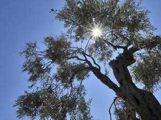 Φωτογραφία για Καιρός: Από Μάρτη… καλοκαίρι! Στους 22 βαθμούς ο υδράργυρος σήμερα