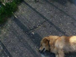 Φωτογραφία για ΠΑΠΑΔΑΤΟΣ Ξηρομέρου: Άγνωστος δράστης θανάτωσε σκύλο ιδιοκτησίας 43χρονου