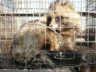 Φωτογραφία για Νορβηγία: Κλείνουν τα εκτροφεία γούνας - Δικαιώθηκαν οι φιλοζωικές οργανώσεις