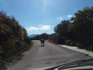 Φωτογραφία για Μήνυση κατά του Δήμου Λευκάδας κατέθεσε η Συντονική Επιτροπή για τα ανεπιτήρητα ζώα