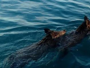 Φωτογραφία για Ψαράδες “συνάντησαν” αγριογούρουνα στο Ιόνιο πέλαγος! (βίντεο)