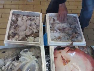 Φωτογραφία για Έφοδος λιμενικών στην Ιχθυόσκαλα Χαλκίδας: Εντόπισαν παράνομα αλιεύματα 57 κιλών (ΦΩΤΟ)