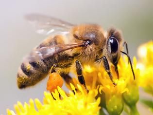 Φωτογραφία για Τι είναι η μελισσοθεραπεία και που χρησιμοποιείτε; Είναι κατάλληλη για εσάς;