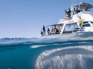 Φωτογραφία για Εκπληκτική φωτογραφία – Αυτό είναι το μεγαλύτερο ψάρι στον κόσμο [video]