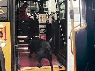 Φωτογραφία για Σκύλος παίρνει μόνος του κάθε μέρα το λεωφορείο για να πάει βόλτα στο πάρκο #Radio #grxpress #gossip