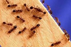 Πώς να κρατήσετε μακριά τα μυρμήγκια που εμφανίζονται την άνοιξη