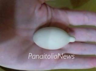 Φωτογραφία για Αυγό με… ουρά στο Καινούριο! (ΦΩΤΟ)