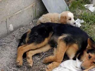 Φωτογραφία για Στυλίδα: Σκόρπισαν το θάνατο σε ανυπεράσπιστα ζώα με φόλες