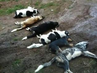 Φωτογραφία για Φθιώτιδα: Μαζική δολοφονία σκυλιών στο Μαρίνι