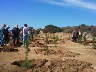 Φωτογραφία για Δροσιά: Κλοπές δέντρων καταγγέλει ο Δήμος Χαλκιδέων