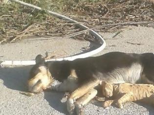 Φωτογραφία για Στη Μακύνεια η νέα θανάτωση σκύλου στην Αιτωλοακαρνανία!
