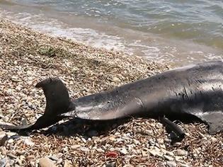 Φωτογραφία για Νεκρό δελφίνι σε ακτή της Πρέβεζας (ΔΕΙΤΕ ΦΩΤΟ)
