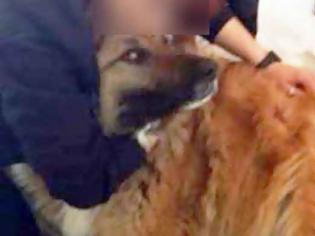 Φωτογραφία για Κρήτη: Δικάζεται αύριο ο αστυνομικός που σημάδεψε σκύλο με αεροβόλο