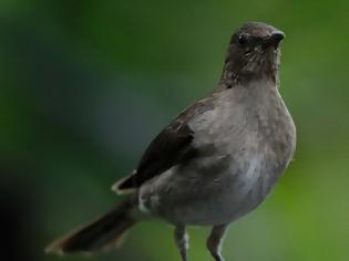 Φωτογραφία για Ο πληθυσμός των πτηνών καταστρέφεται λόγω των φυτοφαρμάκων