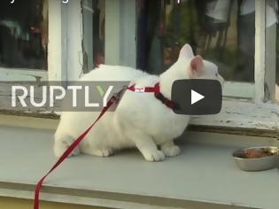 Φωτογραφία για Ρωσία: Ένας γάτος, ο γκουρού των προβλέψεων για το Μουντιάλ! [video]